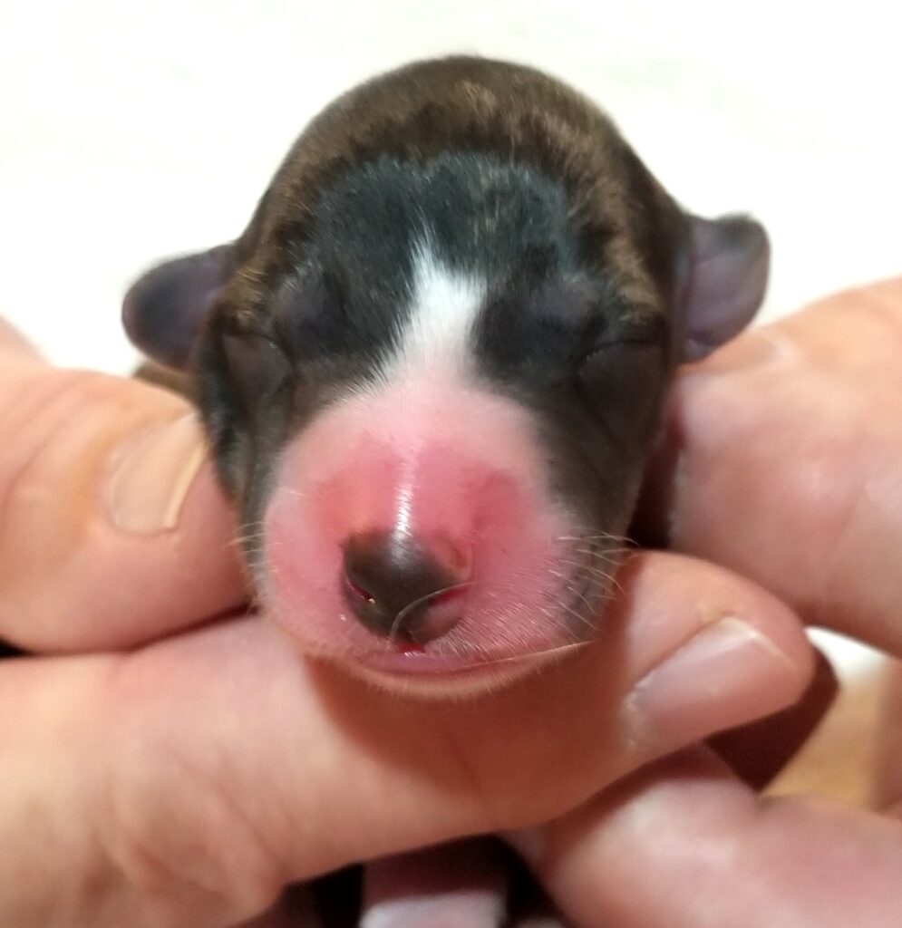 Lexus x Tucker newborn whippet puppy