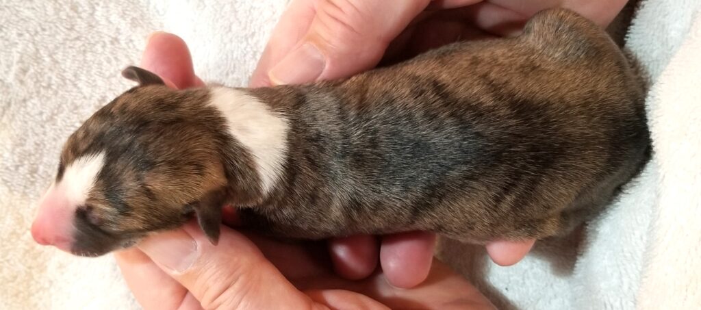 Lexus x Tucker newborn whippet puppy