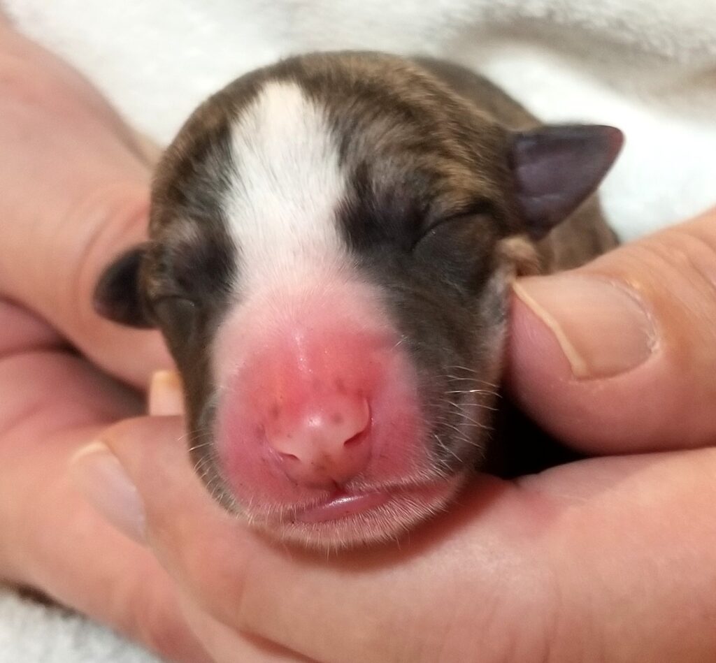 Lexus x Tucker newborn whippet puppy