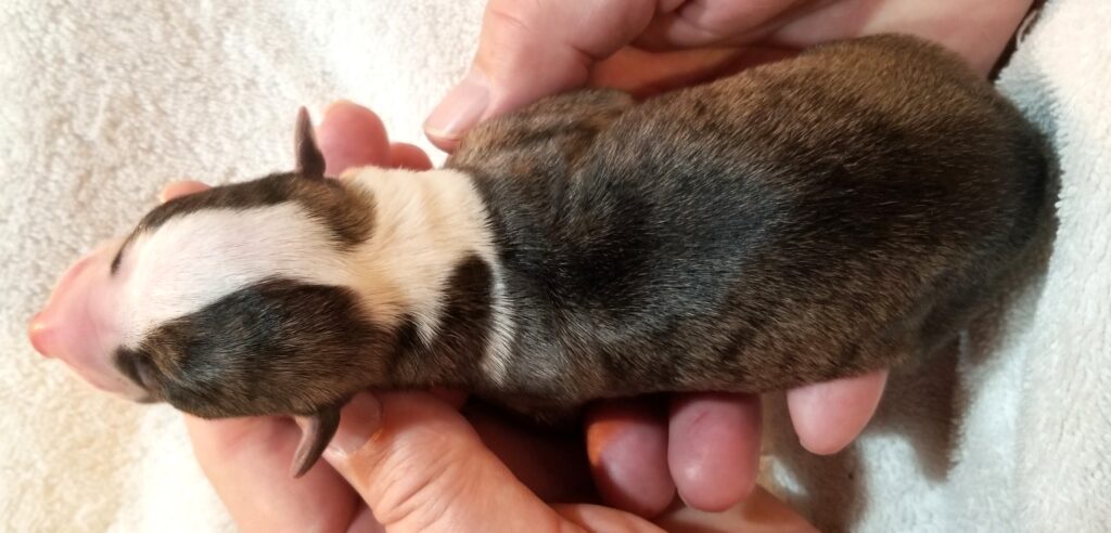 Lexus x Tucker newborn whippet puppy