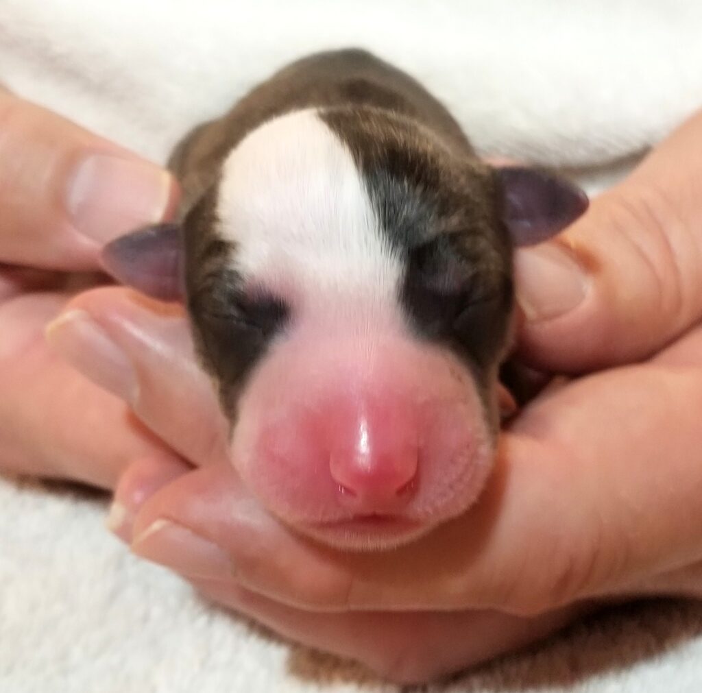 Lexus x Tucker newborn whippet puppy