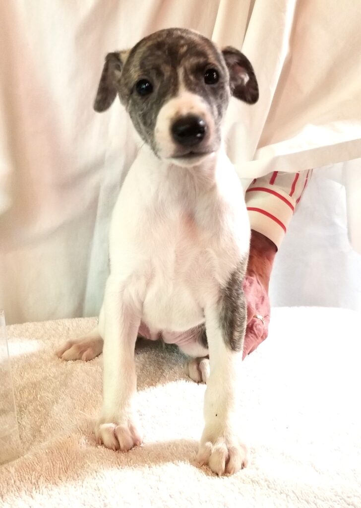 WHIPPET PUPPY