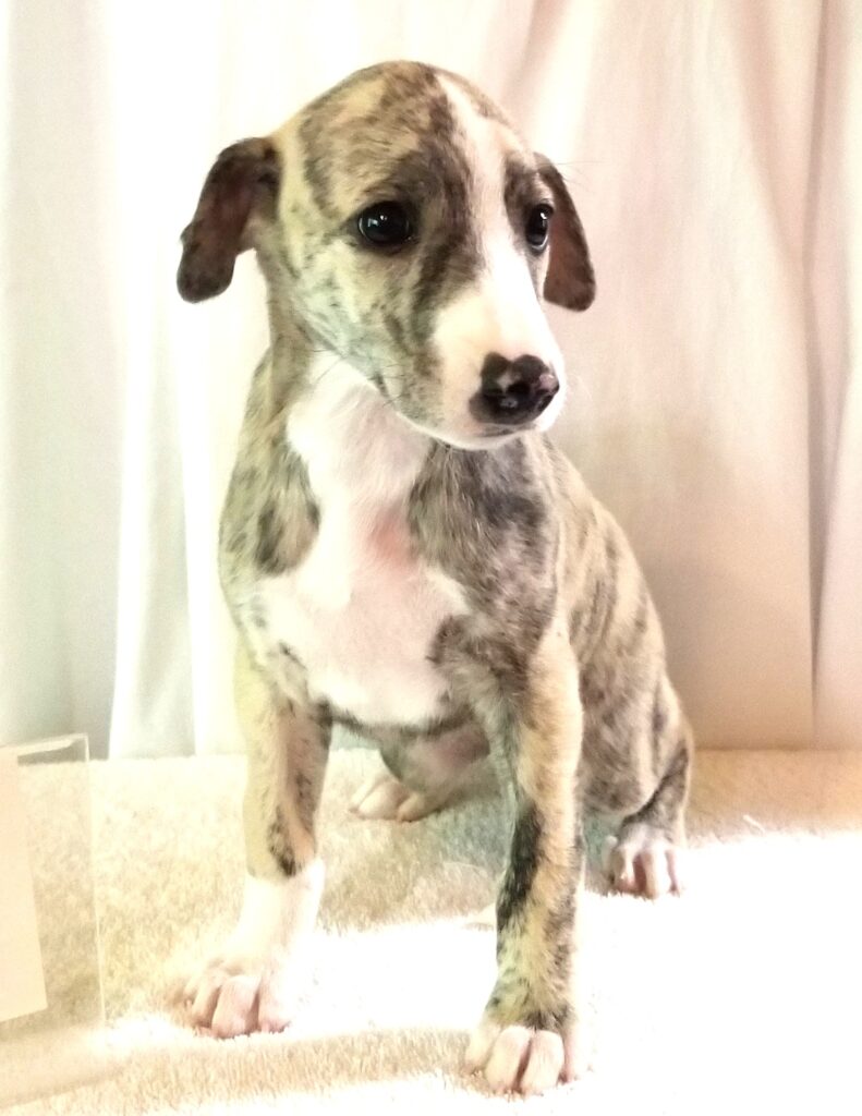 Whippet Puppy