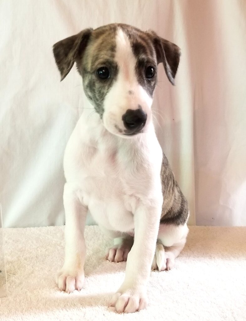WHIPPET PUPPY