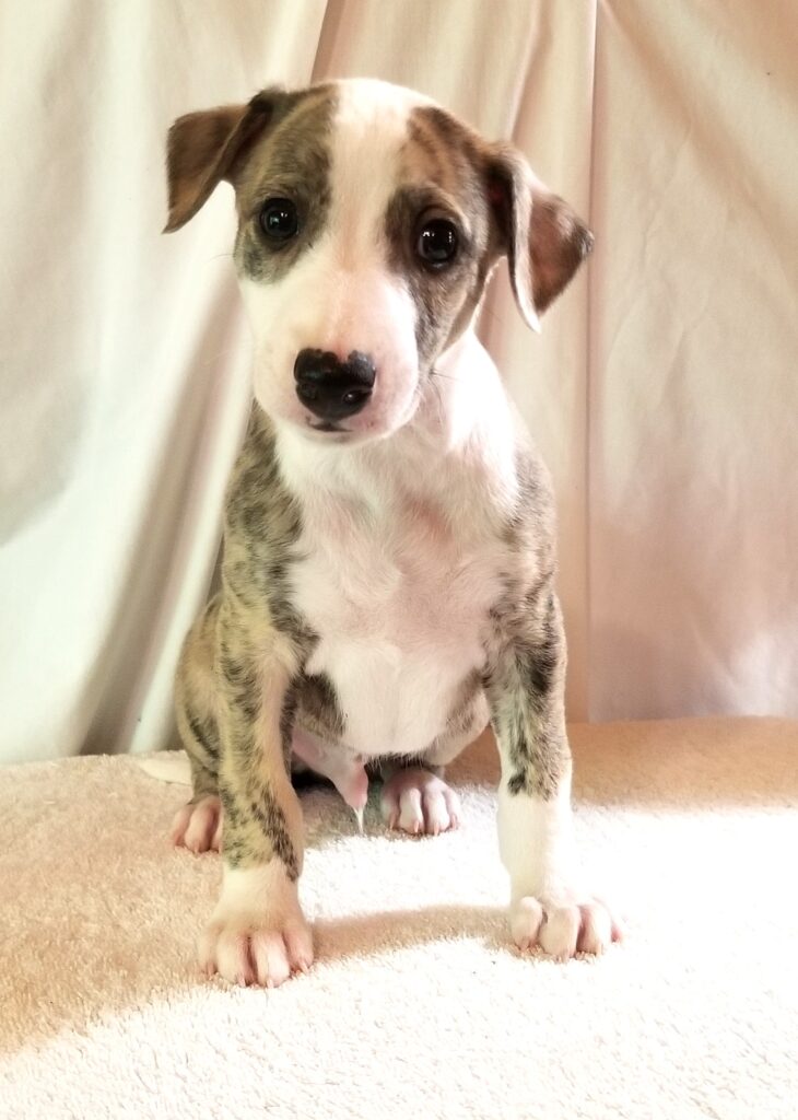 WHIPPET PUPPY