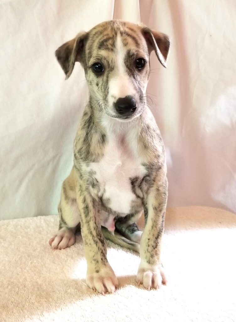 WHIPPET PUPPY