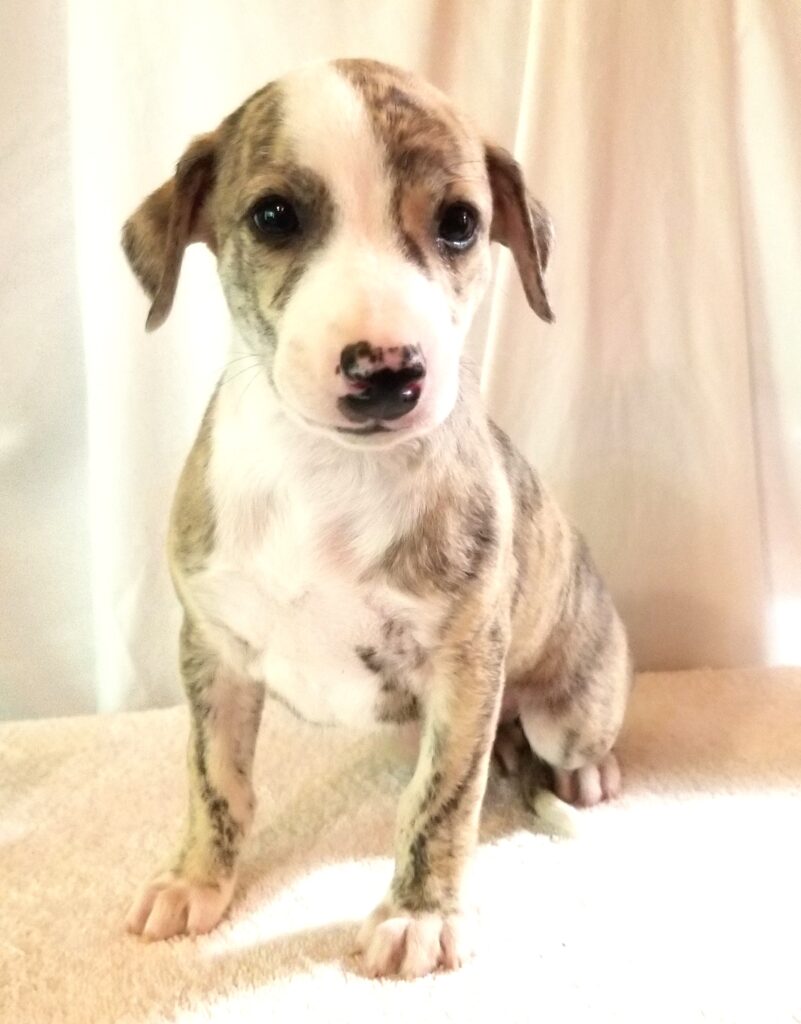 WHIPPET PUPPY